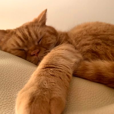 conno63's profile picture. 