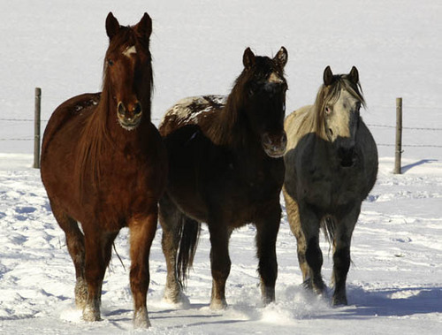 NICIlovesLynda's profile picture. hey leute ich hab eigentlich nicht wirklich was spannendes was ich hier schreiben könnte aba naja also ich liebe pferde und mache ballet das wars eigtl schon :D