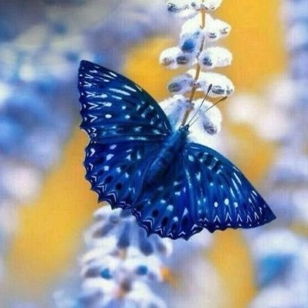 soso1408408's profile picture. ‏اللهم لا تدع لي امرا إلا يسرته ولا حلما إلا حققته ولا امنيه إلا أسعدتني بالعيش في جمال واقها ولا دعاء إلا اثلجت صدري بقبوله يارب 
   (( الخاص ممنووووع ))