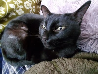 gukoha1's profile picture. 猫に又旅