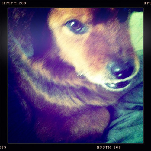 SoCalDogs's profile picture. Information on dogs in Southern California who desperately need our help