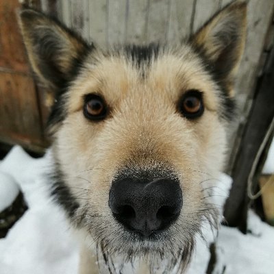 Меня приютили добрые люди. Всегда хочу есть. Всех люблю. Кошки 🐈 хотят захватить мир. Мы - собаки Х, должны им помешать! Читаю и подписываюсь #взаимно