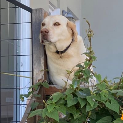 VIRIDANS1's profile picture. El Socialismo es perfecto cuando es para los demás