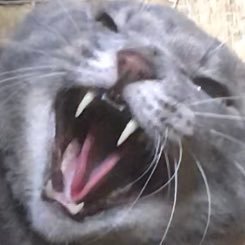 喧嘩する猫bot Hissmeow Bot Twitter