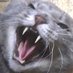喧嘩する猫bot (@hissmeow_bot) Twitter profile photo 喧嘩する猫bot (@hissmeow_bot) Twitter profile photo