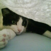 Burke Aksulu (@kopruustu) Twitter profile photo