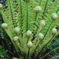 Centre for Biodiversity and Biosecurity (@cbb_nz) 's Twitter Profile