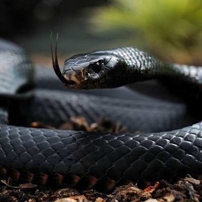 MambaMonkey's profile picture. Waiting for year 2025 🧧🥚.... 🐍 Tacoma #monkeyshines