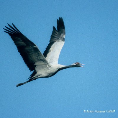 Conserve #Wetlands and Protect #MigratoryBirds @WWF🐼
#AsianFlyways #NewDealForNature