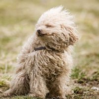 MuttleyClub (@clubmuttley) 's Twitter Profile Photo MuttleyClub (@clubmuttley) 's Twitter Profile Photo