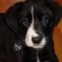 Ullr the Dog (@ullrthedog) 's Twitter Profile