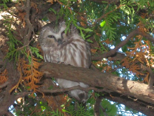 Nature Photographer - Bird Watcher,  Outdoorsman, Naturalist
http://t.co/SkIXcIdlv4