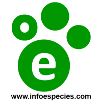 Infoespecies