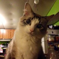 Crystal Todd - @Crystal1464 Twitter Profile Photo