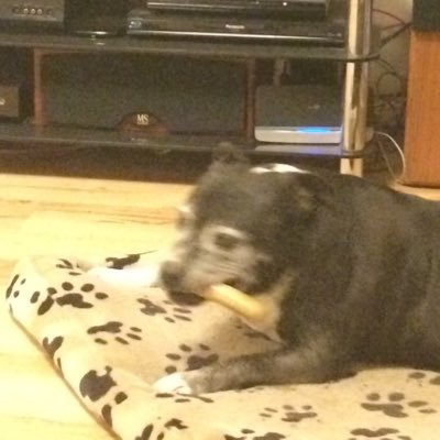 JaradJohnsonBa1's profile picture. NTU Comp Sci undergrad, The Dad Friend, D&D