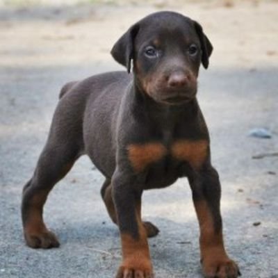 The_Yunke's profile picture. 🇻🇪 Venezuela