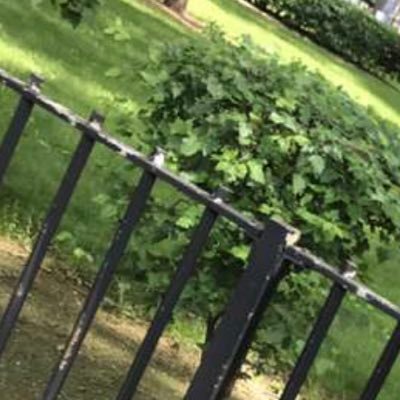 Assworshipslav1's profile picture. Retweet Page ! So feel free to tag me or message me with the post you want me to rt #AssWorship #AssFetish #EFDP #BBR #Ebonygoddess @BiterrBaby