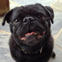 Elvis Aaron Pugsley - @ElvisPugsley Twitter Profile Photo