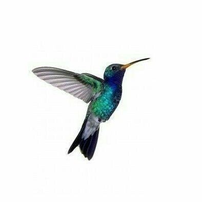 colibrijazz's profile picture. La vida es un sube y baja