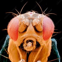 Neurobiology of Flight Control (@schnelllab) 's Twitter Profile