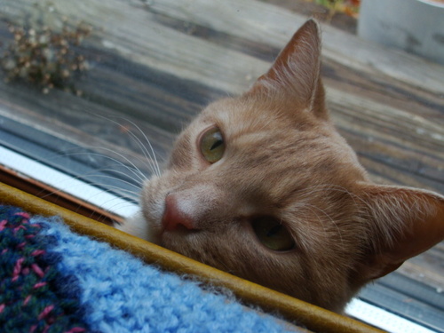 Centerharbear's profile picture. Love cooking for friends and family. Follower of NE Patriots, Bruins and Red Sox.