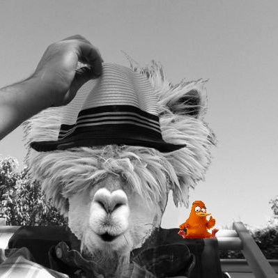 MassLaRondelle's profile picture. Feu Orange chez @TheTlers. Faites demi-tour dès que possible.