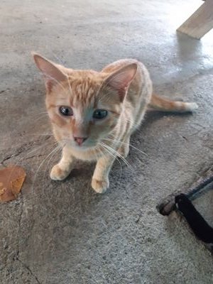 NadiaCornejo11's profile picture. animales, acuicultura