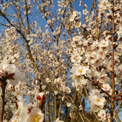 jucanalias's profile picture. lingüista; no, no et corregiré gratis el treball de final de màster.