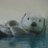 おっきーのTwitterプロフィール画像