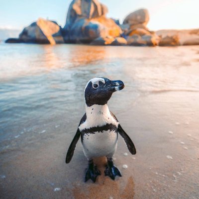 Penguin_lover