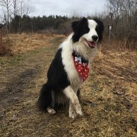 Minnie the Border Collie(@BorderMinnie) 's Twitter Profile Photo