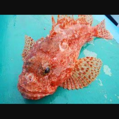 WgTATcs1OVF9ZBX's profile picture. 