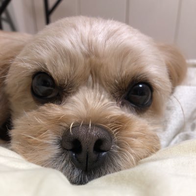 rAFZDNqqAa6OOi4's profile picture. 愛犬ミックス犬ペキプー桃ちゃんとの日常を主に記録に残してみようかと。いまいちTwitterの使い方分かってないんですけどね…