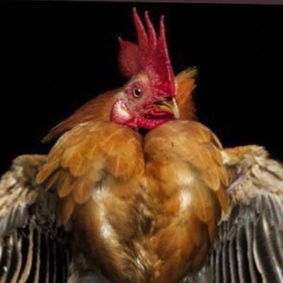 I like chickens, and I’m obsessed with doggos