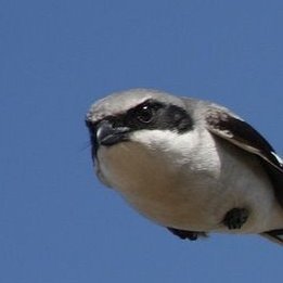 emanonen's profile picture. 