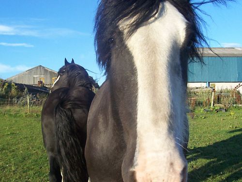 kphilchris's profile picture. North East Nikon user love walking, taking photographs of birds, wildlife and landscapes. Believe we need to take more care of our planet all views my own 🌍🐦