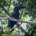 Sulu Hornbill (@suluhornbill) Twitter profile photo Sulu Hornbill (@suluhornbill) Twitter profile photo
