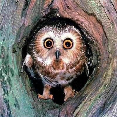 vera invenire🦉さんのプロフィール画像