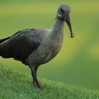 Harry The Newlands Hadeda (@hadedanewlands) 's Twitter Profile Photo