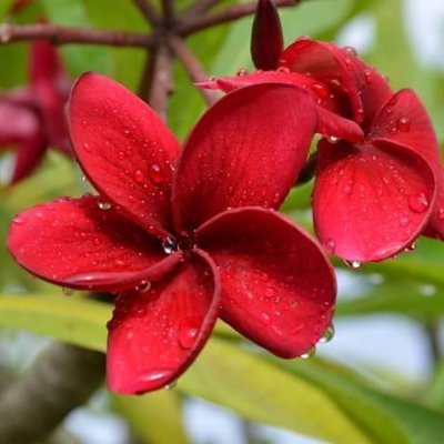 Roderick Mera Profile