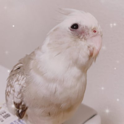 オカメインコのテルちゃんの行方を捜索しながら、小さな家族に癒され生きております