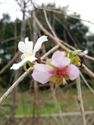 茨城県のとりたて新鮮な野菜、癒される原風景が広がる自然の中、農家民宿Iimuraでのんびり、ゆっくり、ほっこり、過ごしてみませんか。築８０年の古民家、ひと組様限定の宿やってます。