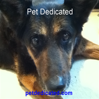 Pet Dedicated(@DedicatedPet) 's Twitter Profile Photo