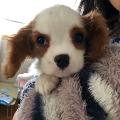 キャバリアのゆり🐶2019/11月生まれの女の子の成長記録用Twitterです。夫婦＋1匹の生活。キャバリアを飼うのは初めてなので色々と教えて頂けると助かります🙇‍♀️🙇‍♀️