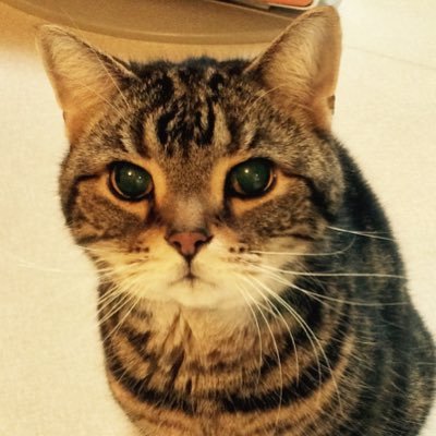 保守🎌安倍さん・麻生さん支持。　猫、大型犬、ネコ科動物が好き 😺我が家の爺ちゃん猫は21歳3ヶ月で旅立ちました。現在は保護猫チビちゃんが家族。 エロ、左翼的思考、反日❌ 自衛隊の皆さんには感謝🙏天皇制度支持🇯🇵終戦記念日には靖国を参る日本人🌸DM❌