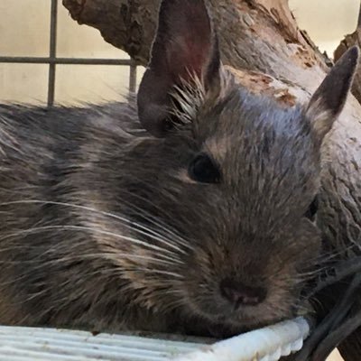 2019年2月からデグー飼育始めました。ベビーも生まれて、今はオスのデグーが5匹います。試行錯誤しながらの飼育です。 ただ、デグーを飼おうと思ったきっかけが思い出せない? ガーデニングも少しやってます。スイレン鉢にはメダカ泳いでます。ラーメンやかつ丼も大好きです。