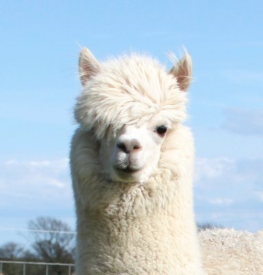 We are a family-run alpaca farm in Fife, producing quality alpacas and bespoke visits. Book today and create memories for a lifetime.