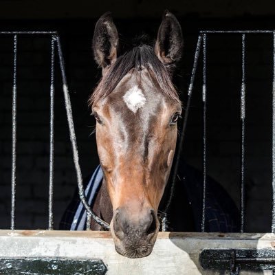 Official Twitter of Altior. Unbeaten in 19 starts, 10 time Grade 1 winner. 👑 #Altior