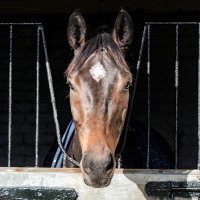 Altior (@kingaltior) 's Twitter Profile