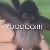 ITS FONKY MONKY FRIDAY!!! (@itsfonkymonky) 's Twitter Profile Photo ITS FONKY MONKY FRIDAY!!! (@itsfonkymonky) 's Twitter Profile Photo